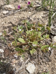 Claytonia rubra