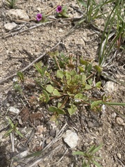 Claytonia rubra