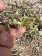 Claytonia rubra