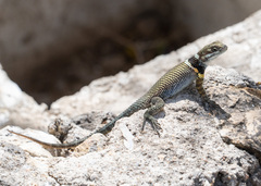 Sceloporus aureolus