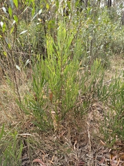 Acacia stricta