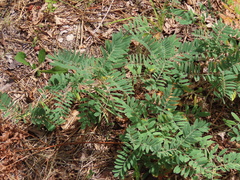 Tephrosia virginiana