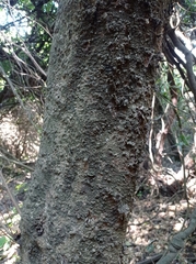 Schinus latifolia