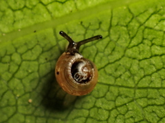 Punctoidea