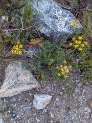 Lomatium parvifolium