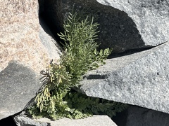 Cryptogramma cascadensis image