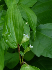 Commelina suffruticosa