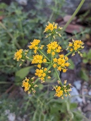 Lomatium parvifolium