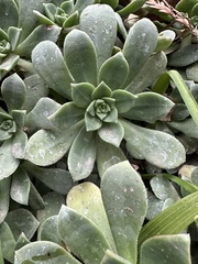 Aeonium haworthii