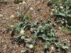 Pfaffia gnaphalioides