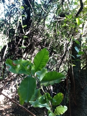 Schinus latifolia