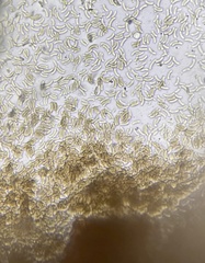 Cryptovalsa prominens