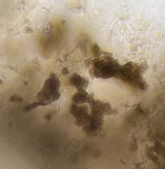 Cryptovalsa prominens