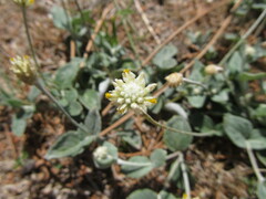 Pfaffia gnaphalioides