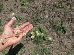 Pfaffia tuberosa