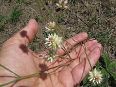 Pfaffia tuberosa