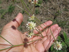 Pfaffia tuberosa