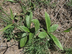 Pfaffia tuberosa