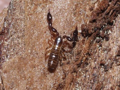 Pseudoscorpiones
