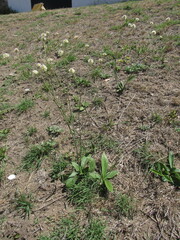 Pfaffia tuberosa