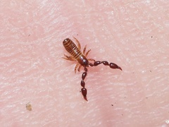 Pseudoscorpiones