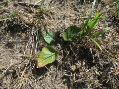 Dorstenia brasiliensis