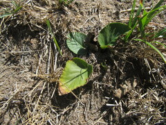Dorstenia brasiliensis