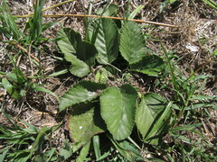 Dorstenia brasiliensis