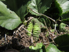 Dorstenia brasiliensis