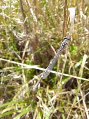 Austrolestes annulosus