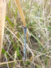 Austrolestes annulosus