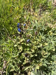 Gentiana calycosa