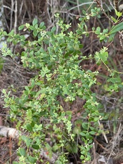 Vaccinium darrowii
