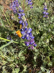 Lupinus sparsiflorus