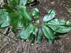 Melicope littoralis