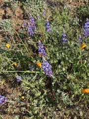 Lupinus sparsiflorus