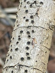 Biscogniauxia marginata