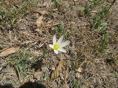 Zephyranthes mesochloa