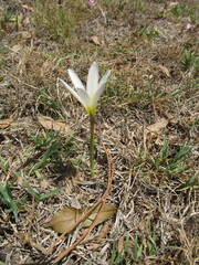 Zephyranthes mesochloa