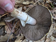 Agaricus cruciquercorum