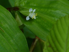 Commelina suffruticosa