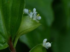 Commelina suffruticosa