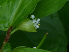 Commelina suffruticosa