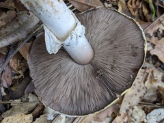 Agaricus cruciquercorum
