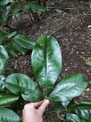 Melicope littoralis