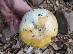 Agaricus cruciquercorum