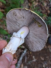 Agaricus cruciquercorum