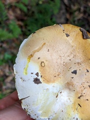 Agaricus cruciquercorum