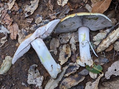 Agaricus cruciquercorum