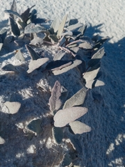 Abronia angustifolia